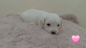 Bichon Havanese kiskutyák  - kép 4