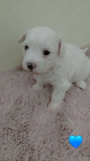 Bichon Havanese kiskutyák  - kép 3