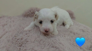 Bichon Havanese kiskutyák  - kép 2