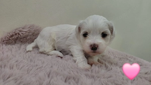 Bichon Havanese kiskutyák 