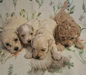 Maltipoo fajtatiszta jellegű szuka kiskutyák foglalhatóak  - kép 4