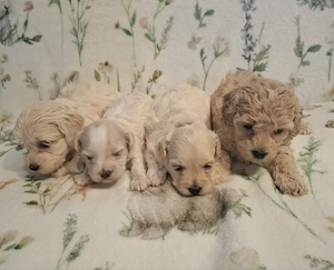 Maltipoo fajtatiszta jellegű szuka kiskutyák foglalhatóak  - kép 7