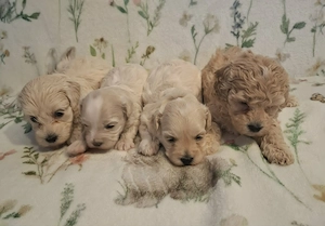 Maltipoo fajtatiszta jellegű szuka kiskutyák foglalhatóak  - kép 6