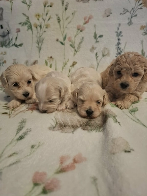 Maltipoo fajtatiszta jellegű szuka kiskutyák foglalhatóak  - kép 9