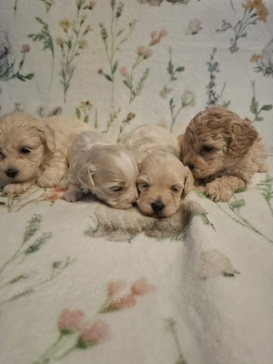 Maltipoo fajtatiszta jellegű szuka kiskutyák foglalhatóak  - kép 10
