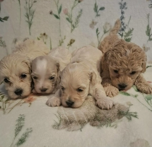 Maltipoo fajtatiszta jellegű szuka kiskutyák foglalhatóak 