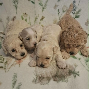 Maltipoo fajtatiszta jellegű szuka kiskutyák foglalhatóak  - kép 3