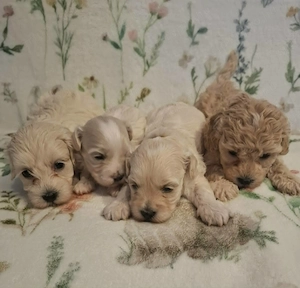 Maltipoo fajtatiszta jellegű szuka kiskutyák foglalhatóak  - kép 2