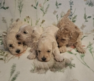 Maltipoo fajtatiszta jellegű szuka kiskutyák foglalhatóak  - kép 5