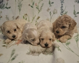 Maltipoo fajtatiszta jellegű szuka kiskutyák foglalhatóak  - kép 8