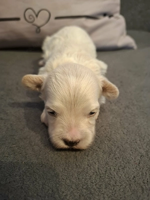Maltipoo fajtatiszta jellegű kan kiskutya foglalható