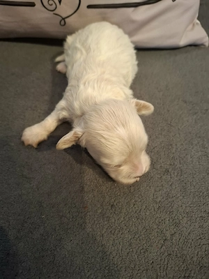 Maltipoo fajtatiszta jellegű kan kiskutya foglalható - kép 2