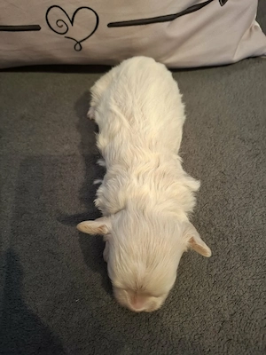 Maltipoo fajtatiszta jellegű kan kiskutya foglalható - kép 4