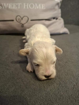 Maltipoo fajtatiszta jellegű kan kiskutya foglalható - kép 3