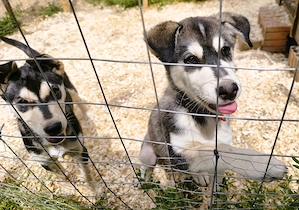  Husky kan, oltva, féregtelenítve, kiskönyvvel 