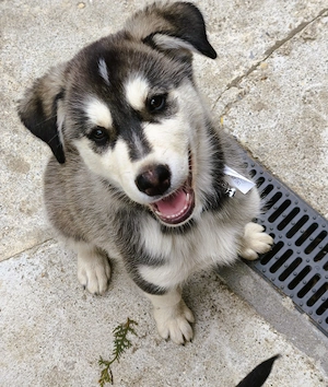  Husky kan, oltva, féregtelenítve, kiskönyvvel  - kép 2