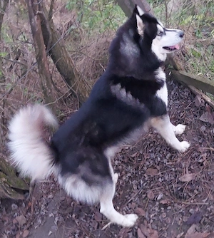  Husky kan, oltva, féregtelenítve, kiskönyvvel  - kép 5