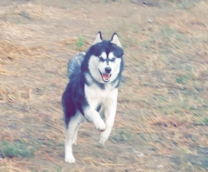  Husky kan, oltva, féregtelenítve, kiskönyvvel  - kép 7