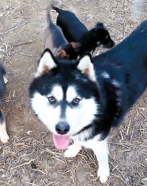  Husky kan, oltva, féregtelenítve, kiskönyvvel  - kép 4