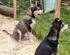  Husky kan, oltva, féregtelenítve, kiskönyvvel  - kép 3