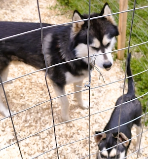  Husky kan, oltva, féregtelenítve, kiskönyvvel  - kép 6