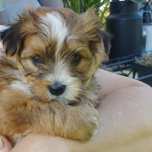 Bichon havanese kiskuty k - kép 7