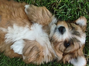 Bichon havanese kiskuty k - kép 6
