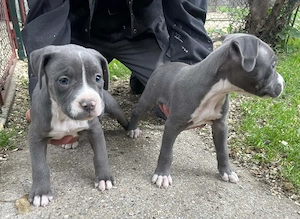 Kék Amerikai Staffordshire terrier kiskutyák Amstaff kiskutyák