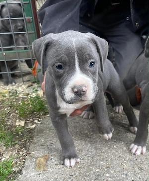 Kék Amerikai Staffordshire terrier kiskutyák Amstaff kiskutyák - kép 2