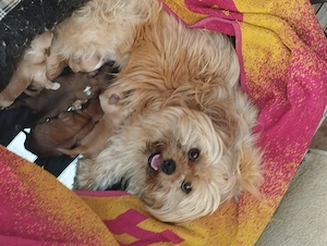 Bichon havanese kiskuty k - kép 6