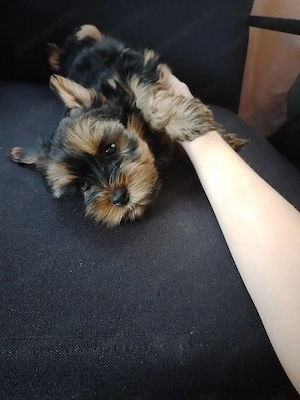 Yorkshire  terrier