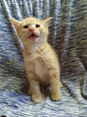 Maine coon keverék kiscicák - kép 5