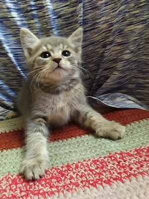 Maine coon keverék kiscicák - kép 6