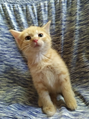 Maine coon keverék kiscicák - kép 4