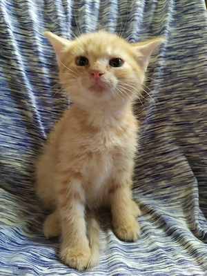 Maine coon keverék kiscicák - kép 3