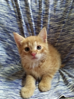 Maine coon keverék kiscicák - kép 2