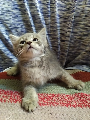 Maine coon keverék kiscicák - kép 7