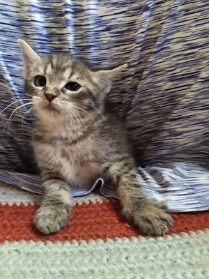 Maine coon keverék kiscicák - kép 8