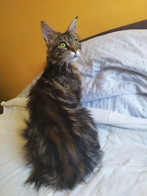 Maine coon keverék kiscicák - kép 10