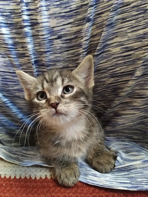 Maine coon keverék kiscicák - kép 9