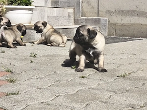 Mopsz kiskutyák eladó - kép 4