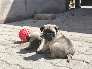 Mopsz kiskutyák eladó