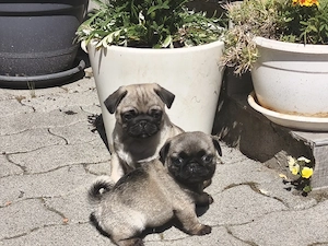 Mopsz kiskutyák eladó - kép 2