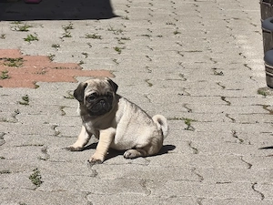 Mopsz kiskutyák eladó - kép 5