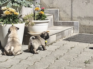 Mopsz kiskutyák eladó - kép 3