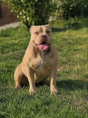American bully szuka