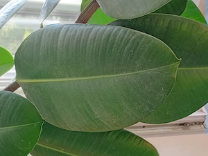 20 éves szobát kinövő szobafikusz Ficus elastica 65000ft óbuda magassága 2 méter személyesen óbudán  - kép 5