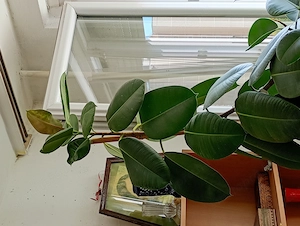 20 éves szobát kinövő szobafikusz Ficus elastica 65000ft óbuda magassága 2 méter személyesen óbudán  - kép 4