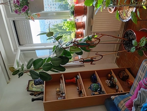 20 éves szobát kinövő szobafikusz Ficus elastica 65000ft óbuda magassága 2 méter személyesen óbudán 