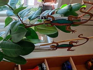 20 éves szobát kinövő szobafikusz Ficus elastica 65000ft óbuda magassága 2 méter személyesen óbudán  - kép 3